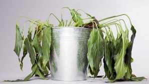 Proč listy anthurium černá: příčiny, metody léčby a prevence